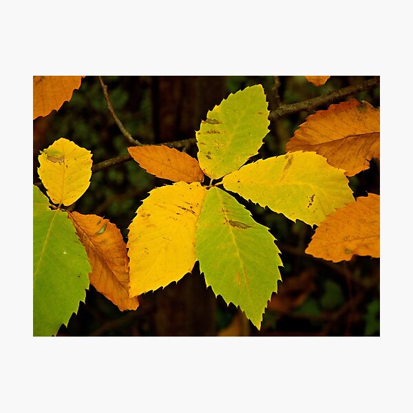 Item preview, Autumn chestnuts leaves designed and sold by Patrick Morand.