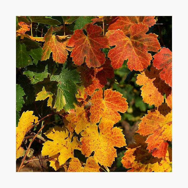 Item preview, Autumn colors in the vineyard designed and sold by Patrick Morand.