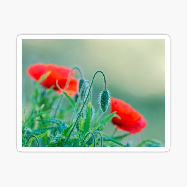 Item preview, Red Poppies - Papaver-rhoeas designed and sold by Dorset Girl.