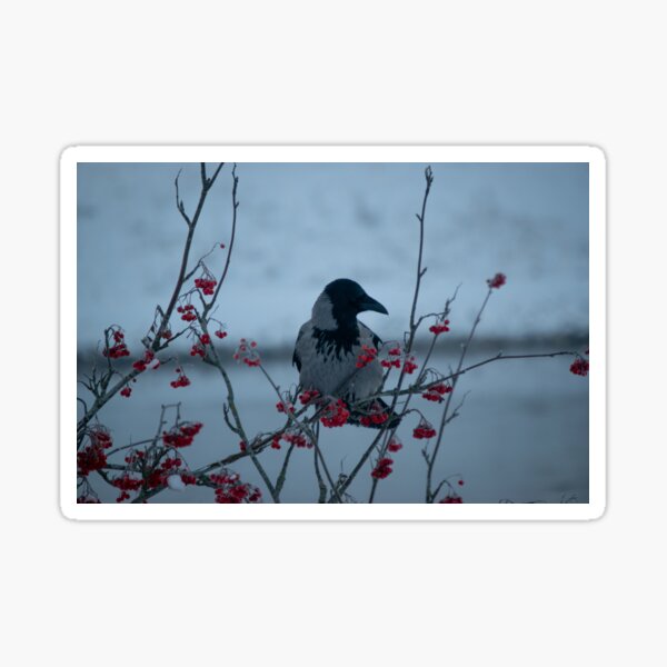 Item preview, Hooded Crow, Finland designed and sold by BoganBirdCo.