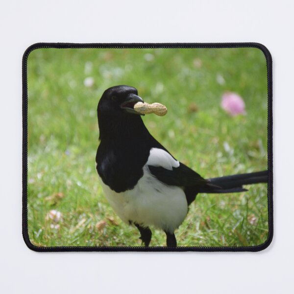 Item preview, Magpie with monkey nut designed and sold by BoganBirdCo.
