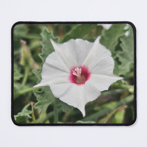 Item preview, Texas Bindweed designed and sold by SMILE by Kira.
