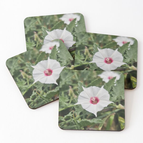 Item preview, Texas Bindweed designed and sold by SMILE by Kira.