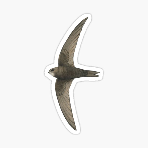 Item preview, Common Swift designed and sold by Holly Grogan Art.