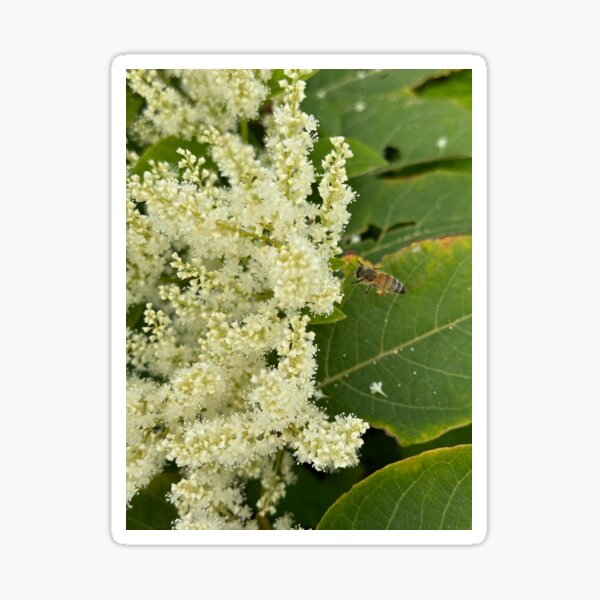 Artikel-Vorschau von Bienen sammeln Pollen, designt und verkauft von NaturalVisions.