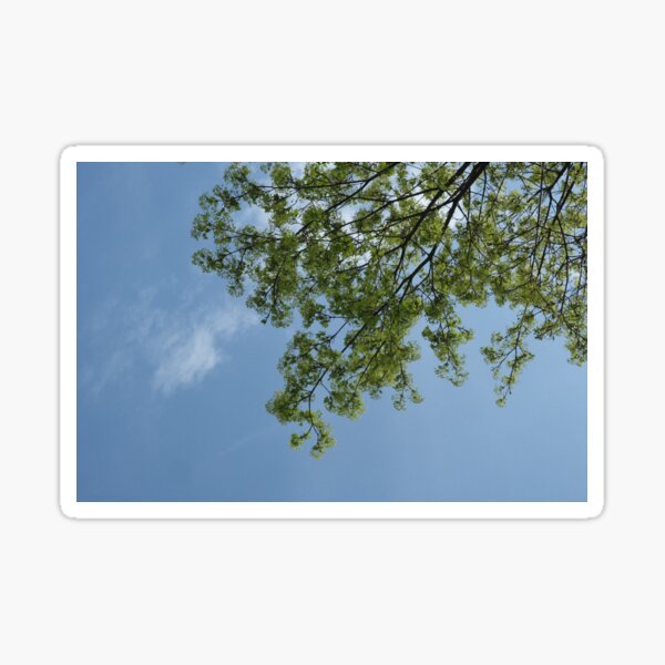 Item preview, Spring Tree Branches Against a Blue Sky designed and sold by Leaf & Layer.