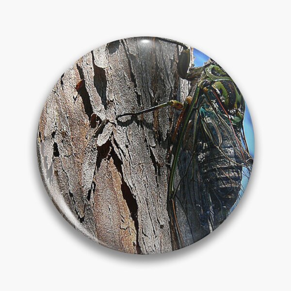 Item preview,  Listening to some Cicada Music designed and sold by Larry Davis.
