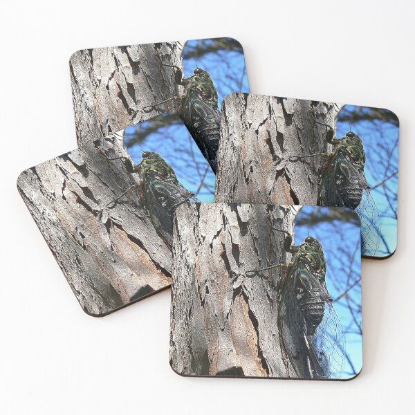 Item preview,  Listening to some Cicada Music designed and sold by Larry Davis.