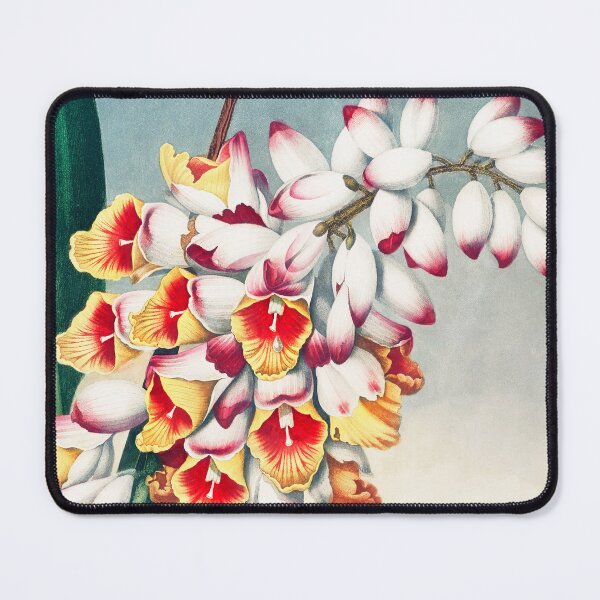 Item preview, The Nodding Renealmia from The Temple of Flora (1807) designed and sold by PureVintageLove.