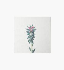 Flowering Succulent Art Board