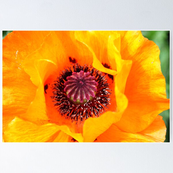 Item preview, Poppy designed and sold by Carmen Bretherton.
