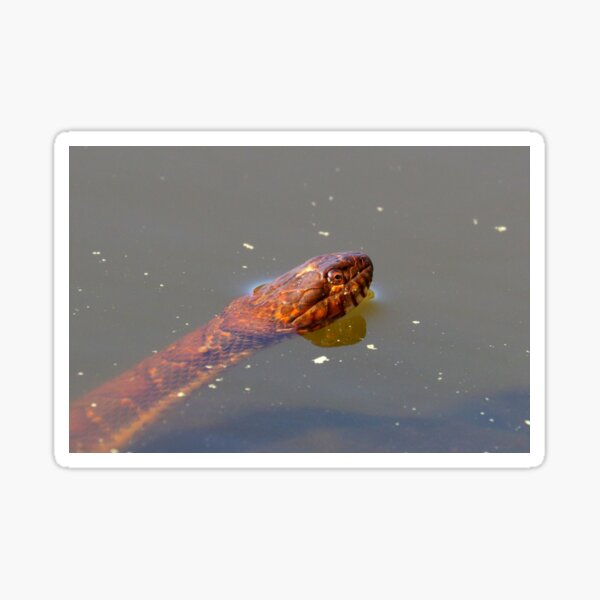 Item preview, Water snake  designed and sold by Parks and X.