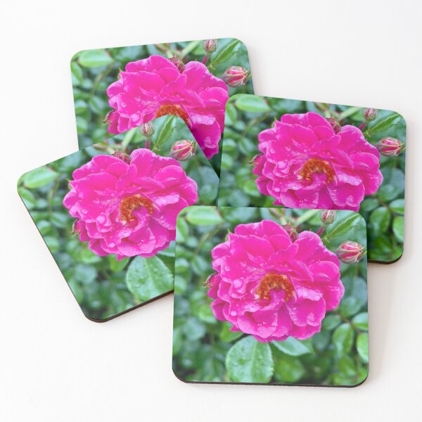 Artikelvorschau, Eine leuchtend rosa Rose und Regentropfen entworfen und verkauft von Pamela Storch.