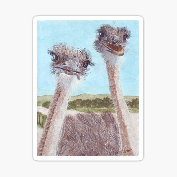 Ostriches with curious cute faces painted in watercolor. Sticker