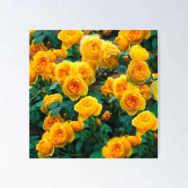 Item preview, SPRING GOLDEN YELLOW  ROSE BUSH designed and sold by sharlesart.