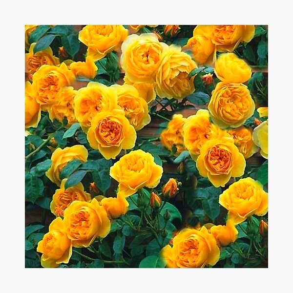 Item preview, SPRING GOLDEN YELLOW  ROSE BUSH designed and sold by sharlesart.