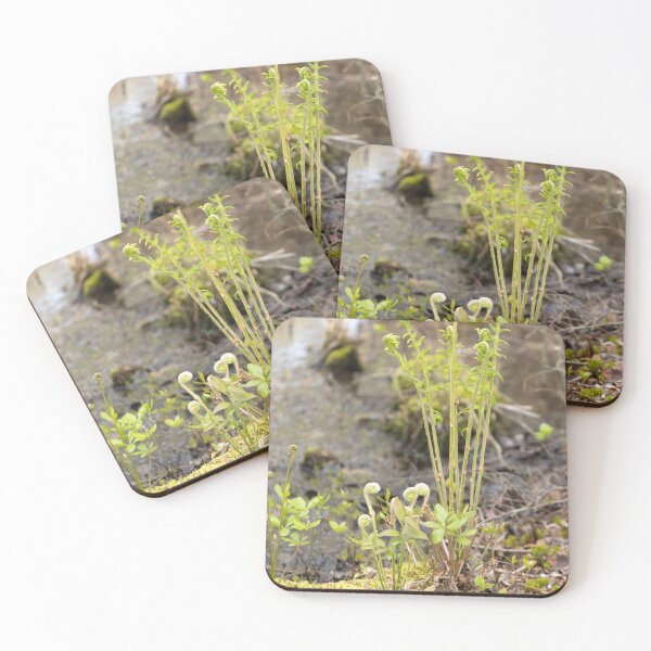 Item preview, Unfurling Ferns designed and sold by Mass Monumentalist.