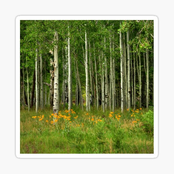 Item preview, Summer Aspens Flagstaff Arizona designed and sold by K D Graves Photography.
