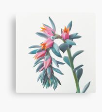 Succulent Cluster Canvas Print