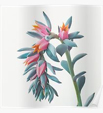 Succulent Cluster Poster