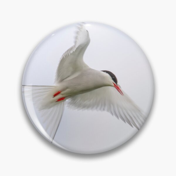 Item preview, Artic Tern  designed and sold by tynesidephotos.