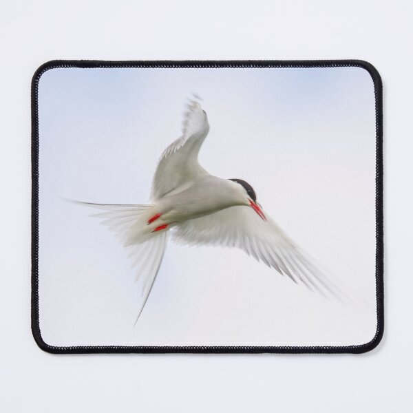 Item preview, Artic Tern designed and sold by tynesidephotos.