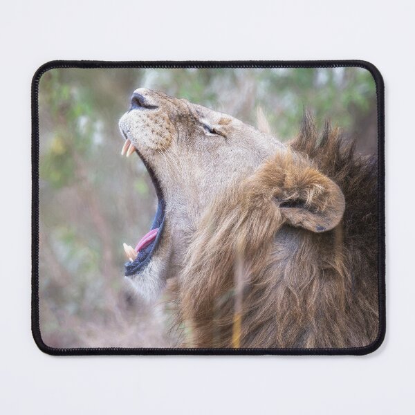 Item preview, A Big Lion Yawn in Kenya designed and sold by PhotoArt by Joan Carroll.