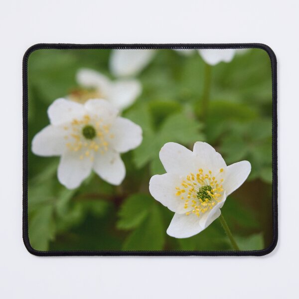 Item preview, The group. Wood Anemone designed and sold by Jouko Lehto Photography.
