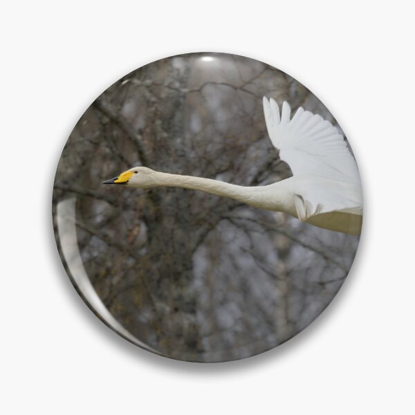 Item preview, Early spring Birches and  a flying Whooper designed and sold by Jouko Lehto Photography.