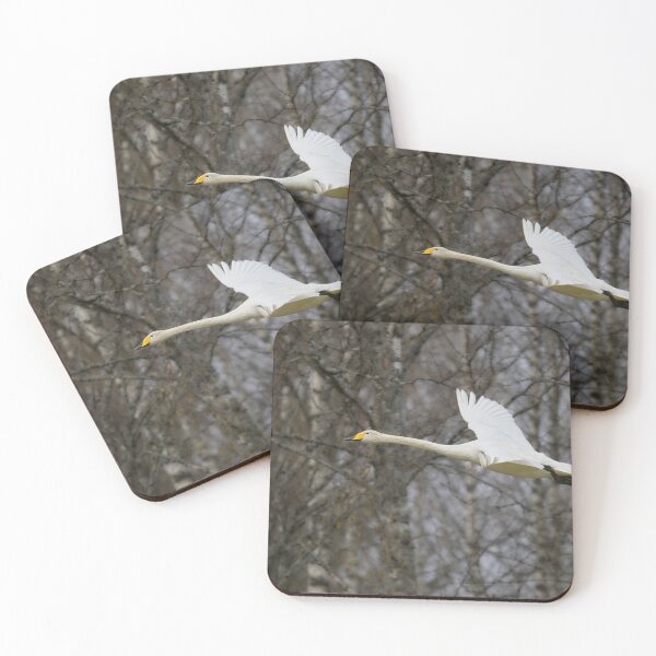 Item preview, Early spring Birches and  a flying Whooper designed and sold by Jouko Lehto Photography.