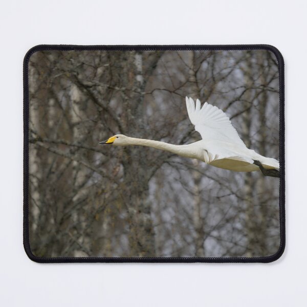 Item preview, Early spring Birches and a flying Whooper designed and sold by Jouko Lehto Photography.