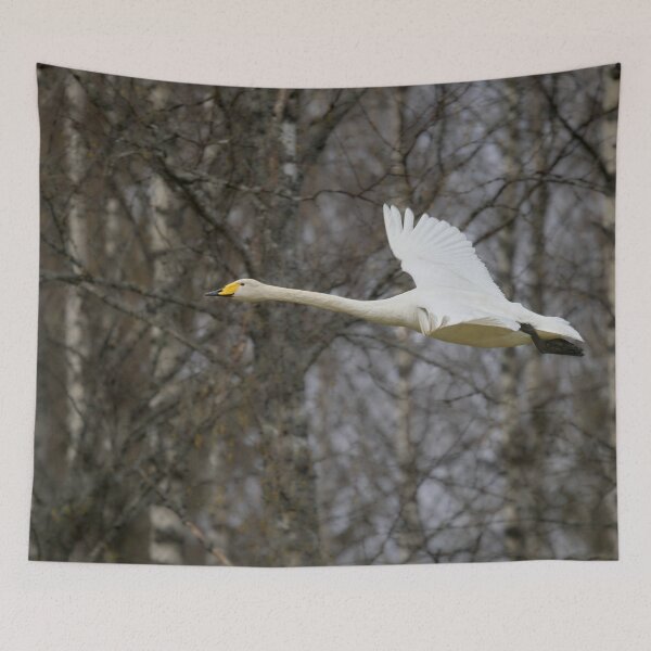 Item preview, Early spring Birches and  a flying Whooper designed and sold by Jouko Lehto Photography.