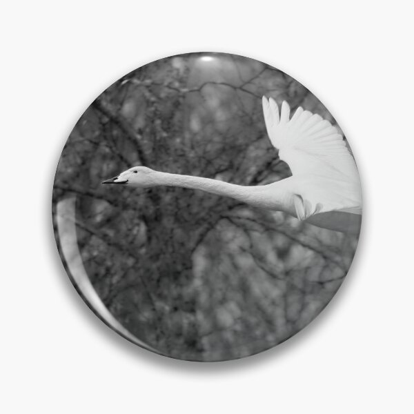 Item preview, Early spring Birches and  a flying Whooper bw designed and sold by Jouko Lehto Photography.