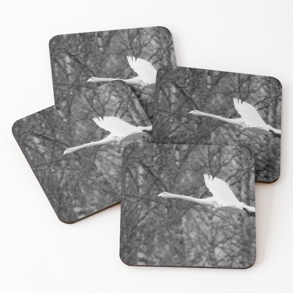 Item preview, Early spring Birches and  a flying Whooper bw designed and sold by Jouko Lehto Photography.