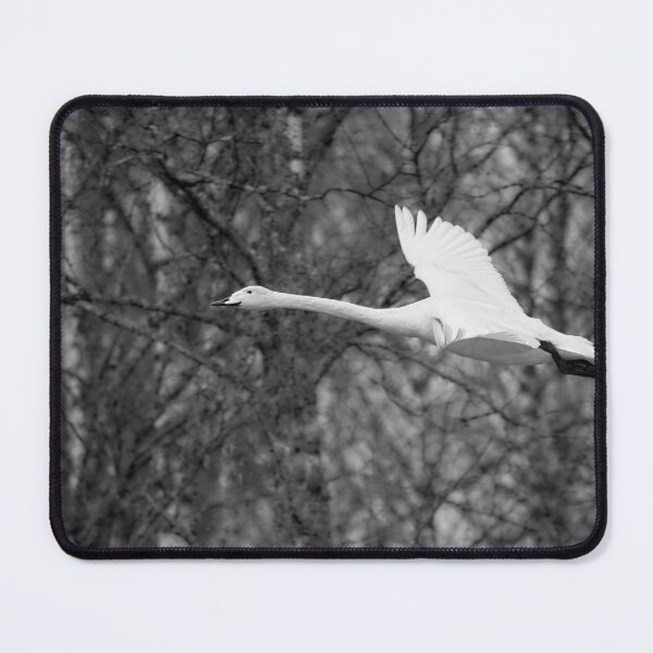 Item preview, Early spring Birches and a flying Whooper bw designed and sold by Jouko Lehto Photography.