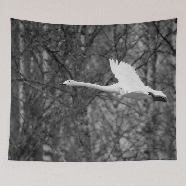 Item preview, Early spring Birches and  a flying Whooper bw designed and sold by Jouko Lehto Photography.