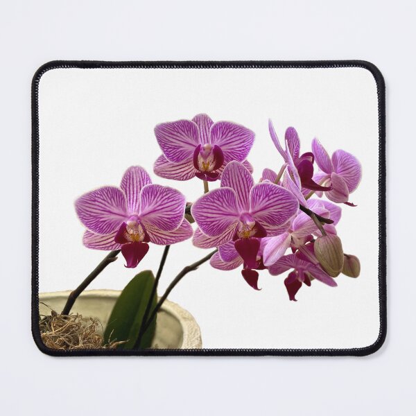 Item preview, Potted Moth Orchid designed and sold by LeslieMac713.