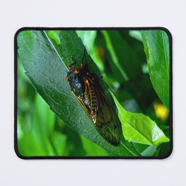 Item preview, CICADA designed and sold by WILDCARD WARES.