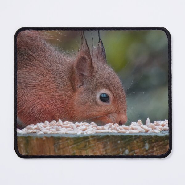 Item preview, Red squirrel having some food designed and sold by Cjphotography89.