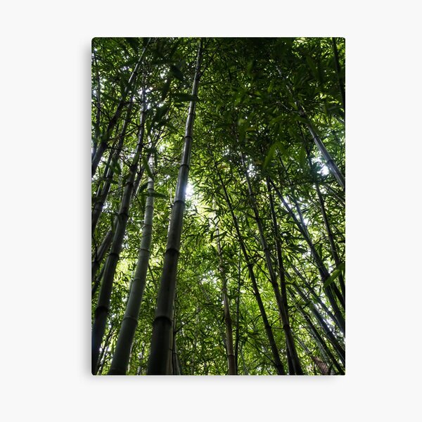 Item preview, Towering Bamboo Forest Canopy designed and sold by Michael McGimpsey.