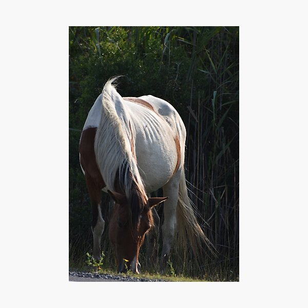 Item preview, Assateague Horse Grazin designed and sold by mistyponiesgiftshop.