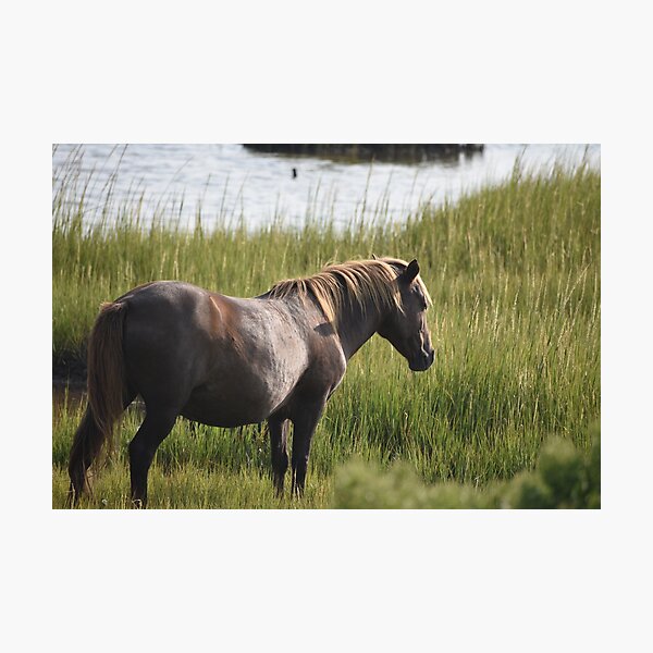 Item preview, Embarking on the Assateague plains designed and sold by mistyponiesgiftshop.