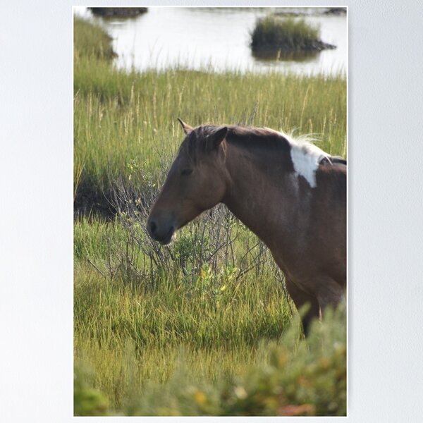 Item preview, An Assateague Leader designed and sold by mistyponiesgiftshop.