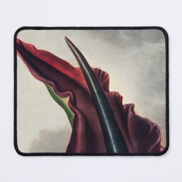 Item preview, The Dragon Arum from The Temple of Flora (1807) by Robert John Thornton. designed and sold by PureVintageLove.