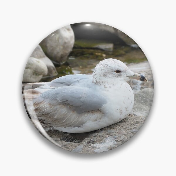 Item preview, Gull Resting On Some Rocks By The Water designed and sold by BackyardBirder.
