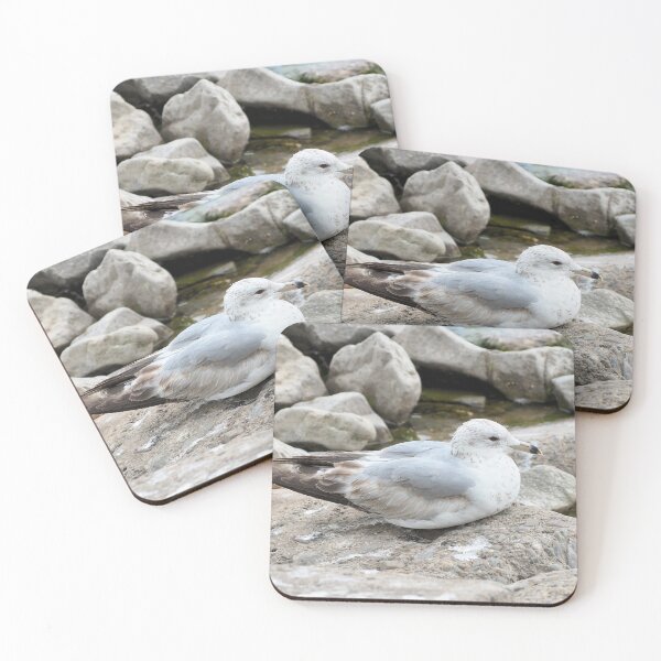 Item preview, Gull Resting On Some Rocks By The Water designed and sold by BackyardBirder.