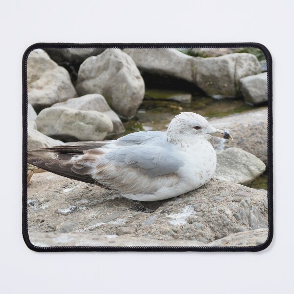 Item preview, Gull Resting On Some Rocks By The Water designed and sold by BackyardBirder.
