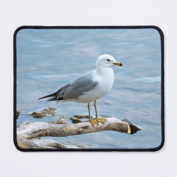 Item preview, Gull Perched On a Log designed and sold by BackyardBirder.