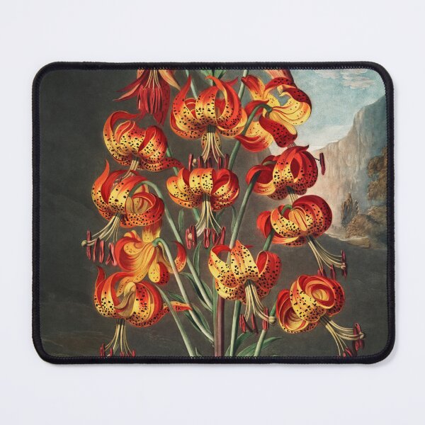 Item preview, The Superb Lily – Dramatic Vintage Botanical Art Print 1807 designed and sold by PureVintageLove.
