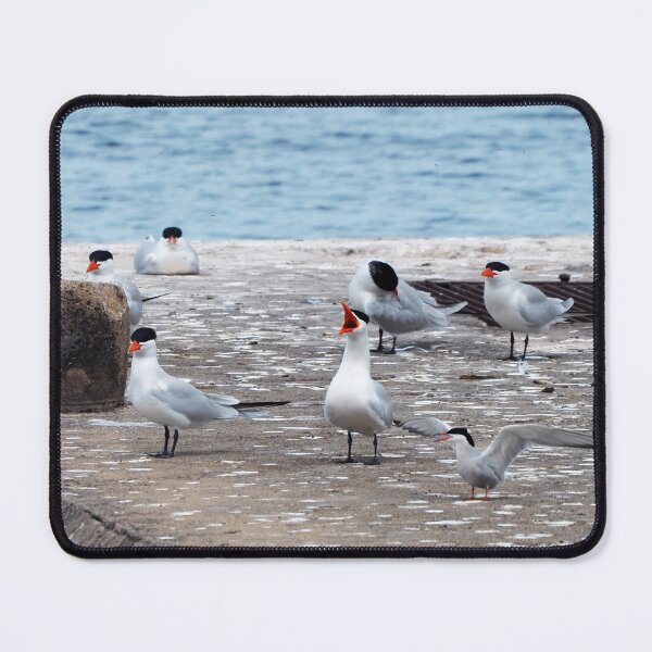 Item preview, Caspian Tern Family Yelling designed and sold by BackyardBirder.